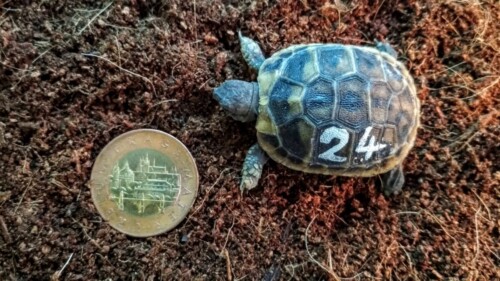 Testudo hermanni