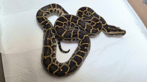 Nominate het. Albino Caramel Labyrinth