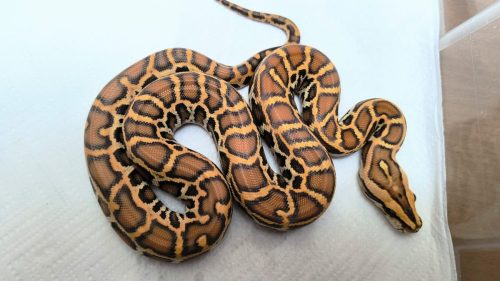 Caramel het. Albino Labyrinth