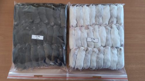 IMG_20260411_181310744